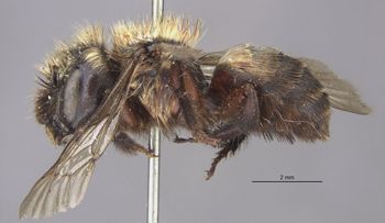 Media type: image;   Entomology 540 Aspect: habitus lateral view
